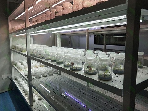 都兰植物组织培养实验室设计建设方案